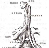360°全面解析：阴茎短小