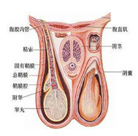 360°全面解析：附睾炎